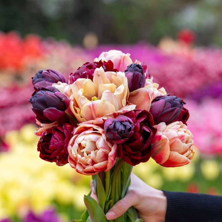 'Red Cottage' - Tulipanblanding